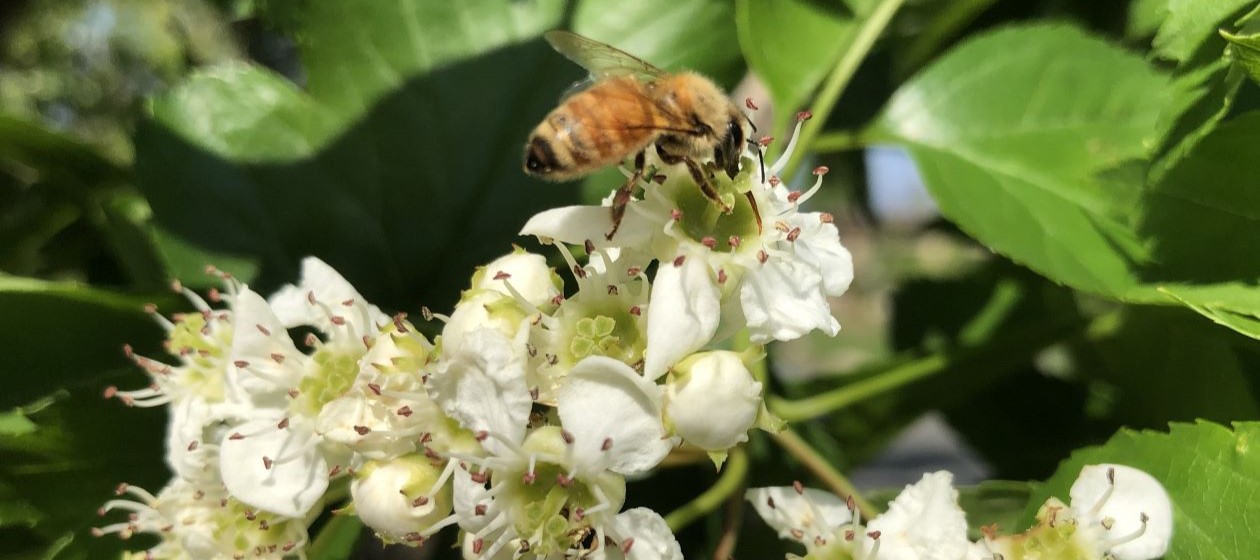 サンザシ専門店の通販なら - 藥壺堂